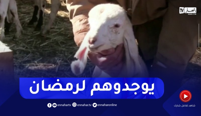 المسيلة: تسمين الماشية تحضيرا للشهر الفضيل.. عادة الموالين من جيل إلى جيل