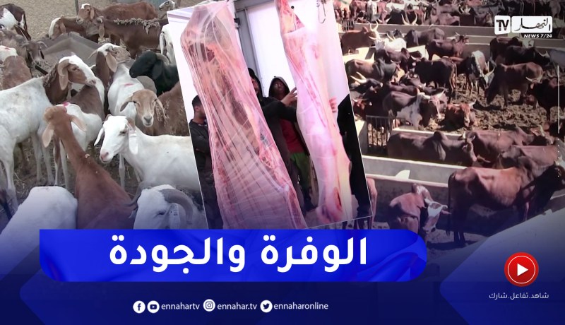 تموين ولايات الشمال باللحوم من الجنوب.. النهار تقف على واقع الأسعار والوفرة بتمنغست