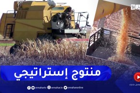 تسجيل إنتاج وفير من محصول الذرى الصفراء المتأخرة بالنعامة