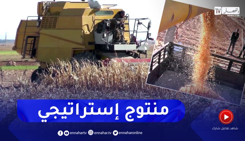 تسجيل إنتاج وفير من محصول الذرى الصفراء المتأخرة بالنعامة