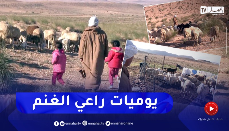 المسيلة: رغم الظروف المناخية الصعبة.. بشير شيخ يحافظ على نشاط رعي الأغنام