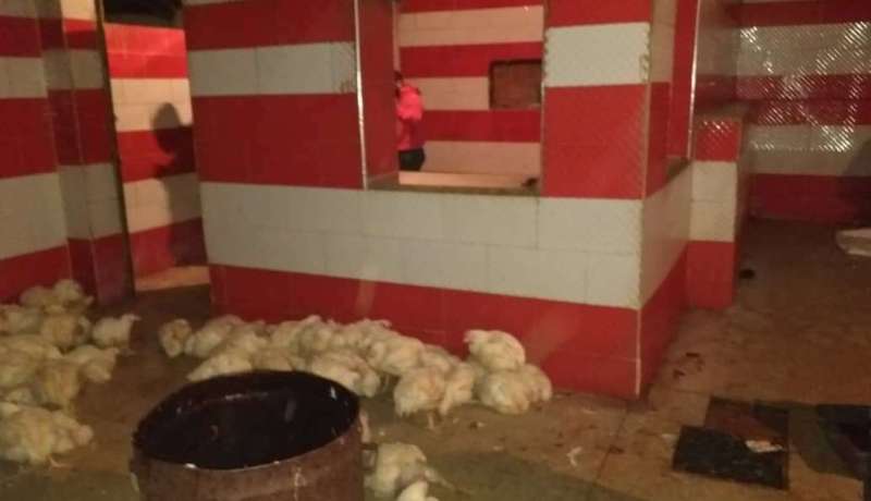 بجاية: الدرك يحجز أزيد من 12 قنطارا من الدجاج بمذبح سري ببوخليفة