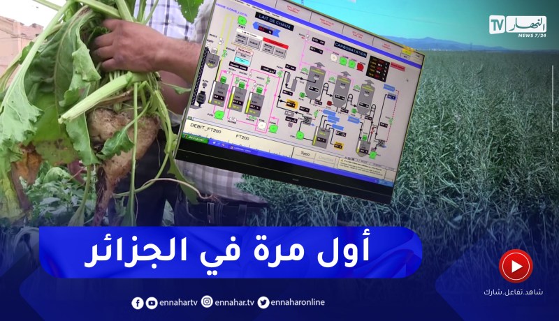 مجمع سيفيتال يطلق تجارب أولية لزراعة الشمندر السكري في الجزائر