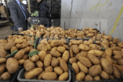 أزمة وفساد البطاطا.. وزير الفلاحة يخرج عن صمته