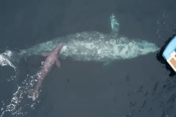 فيديو مؤثر.. سياح يوثقون ولادة حوت