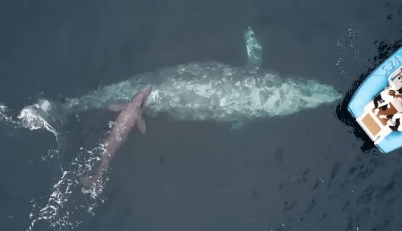 فيديو مؤثر.. سياح يوثقون ولادة حوت