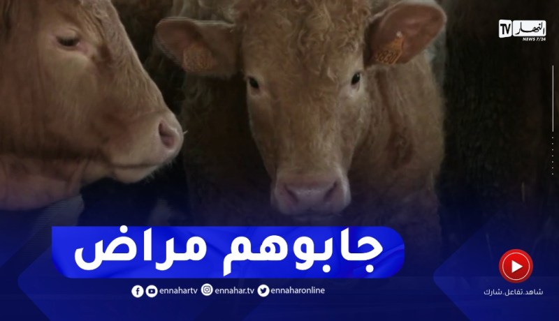 المجلس المهني للحوم الحمراء يتكبد خسائر إستيراد بعض العجول المريضة