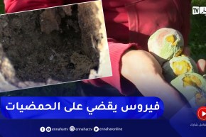 مجتمع: فلاحون يشتكون  فيروس يصيب أشجار الحمضيات يؤثر سلبا على الإنتاج