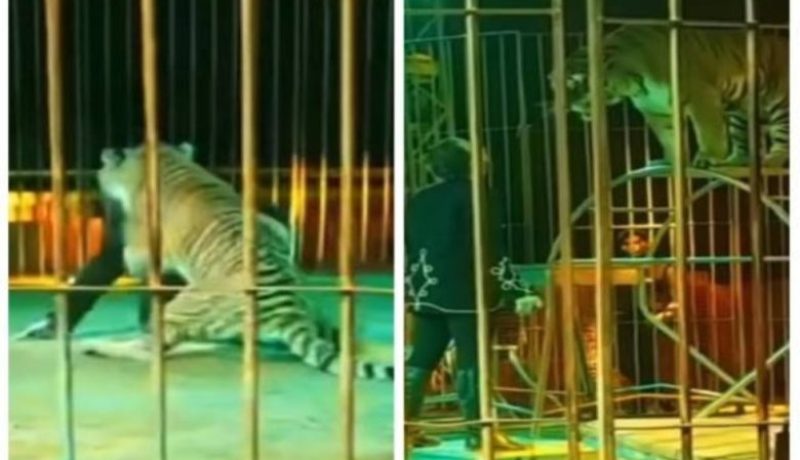 فيديو مُروع.. نمر يغدر بمدربه ويهاجمه بوحشية