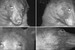 دب يلتقط 400 صورة سيلفي