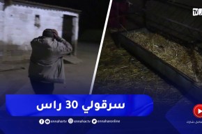 عين الدفلى : عجوزان في صدمة بعد سرقة أغنامهم ببلدية العطاف