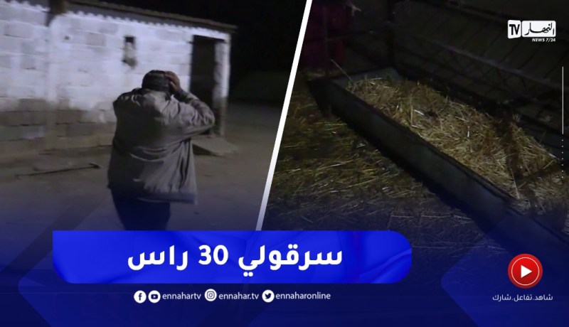 عين الدفلى : عجوزان في صدمة بعد سرقة أغنامهم ببلدية العطاف