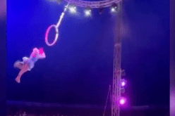 شاهد.. سقوط مروع للاعبة سيرك