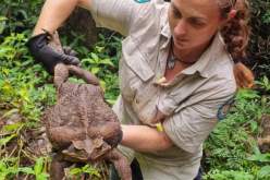 قد يكون الأكبر في التاريخ.. اكتشاف ضفدع عملاق يزن حوال 3 كغ