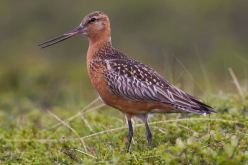 أزيد من 13 ألف كلم خلال 11 يوما.. طائر يسجل رقما قياسيا في أطول مدة طيران