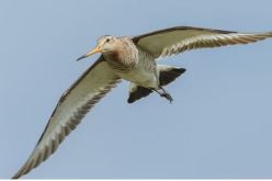 حلّق 11 يومًا بلا طعام و نوم.. طائر صغير يدخل موسوعة “غينيس”