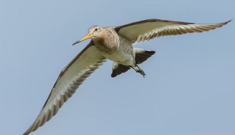 حلّق 11 يومًا بلا طعام و نوم.. طائر صغير يدخل موسوعة “غينيس”