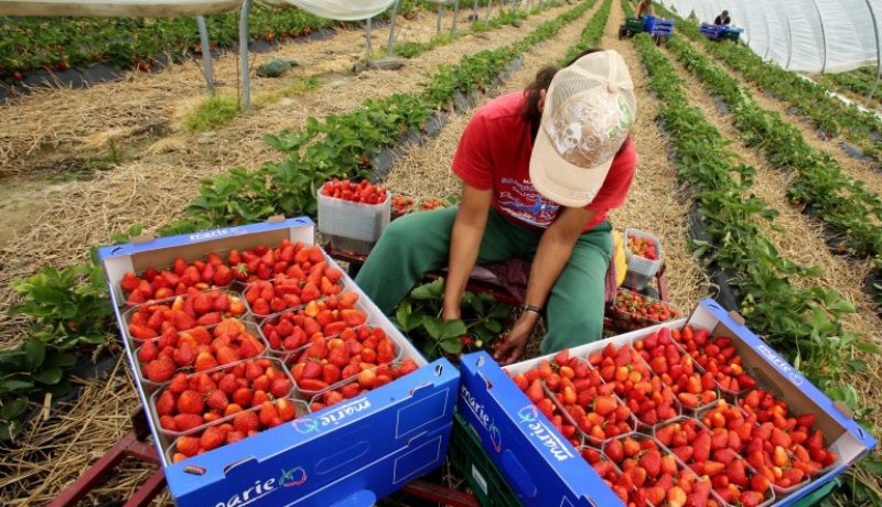 “عاملات الفراولة” المغربيات يشدن الرحال إلى إسبانيا