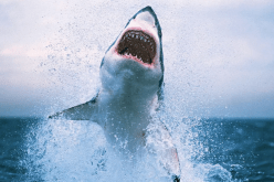 مقتل غواص في هجوم عنيف لسمكة قرش