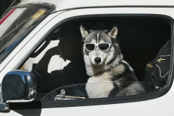 قتل صاحبه ثم إستغرق بالنوم.. أغرب حادثة بطلها كلب!!