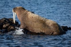 المملكة المتحدة: مدينة تلغي الألعاب النارية حتى لا تزعج حيوان المورس