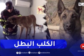 هكذا تم الإعتناء بالكلب “فلوكي” الذي ساعد في عمليات الإنقاذ بسوريا بعد عودته إلى الجزائر