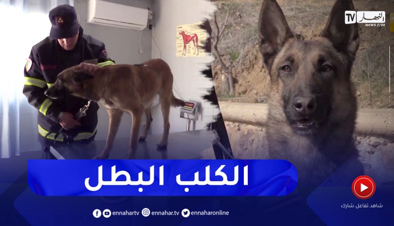هكذا تم الإعتناء بالكلب “فلوكي” الذي ساعد في عمليات الإنقاذ بسوريا بعد عودته إلى الجزائر