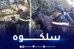 البليدة.. إنقاذ حصان صغير سقط في منحدر بحوالي 700 متر