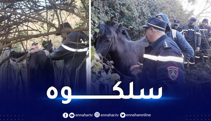 البليدة.. إنقاذ حصان صغير سقط في منحدر بحوالي 700 متر