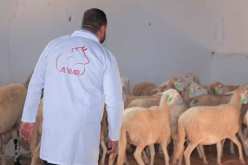 الشروع في توزيع الشعير للمربين المنخرطين في عملية إحصاء المواشي