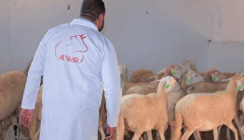 الشروع في توزيع الشعير للمربين المنخرطين في عملية إحصاء المواشي