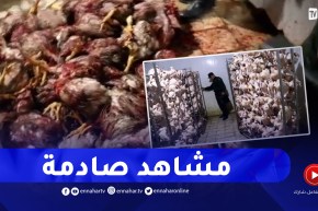 سيدي بلعباس/إكتشاف مذبـ ـح غير شرعي و توقيف 3 أشخاص و حجز 1000 دجاجة مذبـ ـوحة مهيئة للاستهلاك