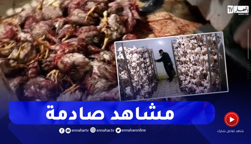 سيدي بلعباس/إكتشاف مذبـ ـح غير شرعي و توقيف 3 أشخاص و حجز 1000 دجاجة مذبـ ـوحة مهيئة للاستهلاك