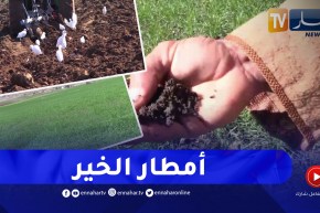 غليزان: الأمطار الأخيرة تنقذ الموسم الفلاحي في المناطق المتأخرة في زراعة الحبوب