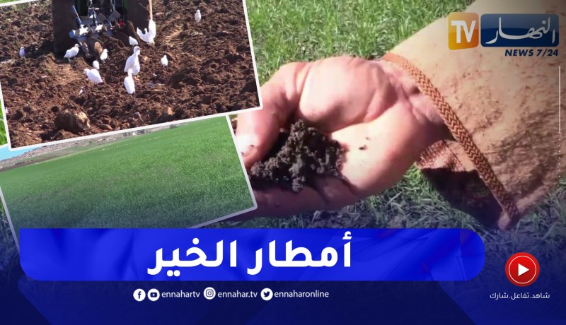 غليزان: الأمطار الأخيرة تنقذ الموسم الفلاحي في المناطق المتأخرة في زراعة الحبوب