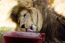 حديقة تقدم للحيوانات مثلجات بنكهة الدم