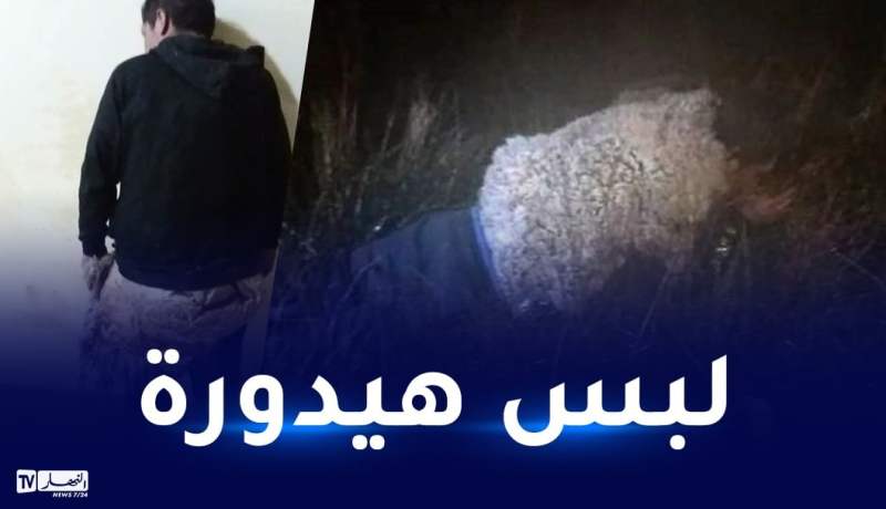 سجين يحاول الهرب منتحلًا هيئة خروف!