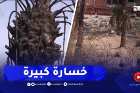 بشار / واحات النخيل ..من جنة على الأرض إلى أرض بور تتعرض للإهمال والتخريب