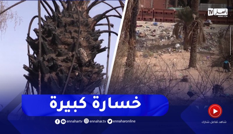 بشار / واحات النخيل ..من جنة على الأرض إلى أرض بور تتعرض للإهمال والتخريب