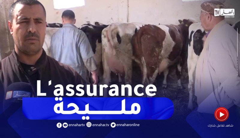 التأمين الفلاحي.. ضرورة للفلاح لتأمين ممتلكاته وضمان استمرارية نشاطه بغليزان