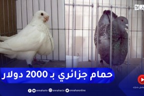 المسيلة: حمام بـ 2000 دولار .. ومشاركة واسعة في مسابقة حمام الزينة ببوسعادة
