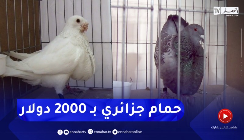 المسيلة: حمام بـ 2000 دولار .. ومشاركة واسعة في مسابقة حمام الزينة ببوسعادة