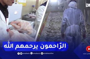 سطيف : نقاط بيع مركب الدواجن للهضاب يوفر الدجاج ب 350 دج