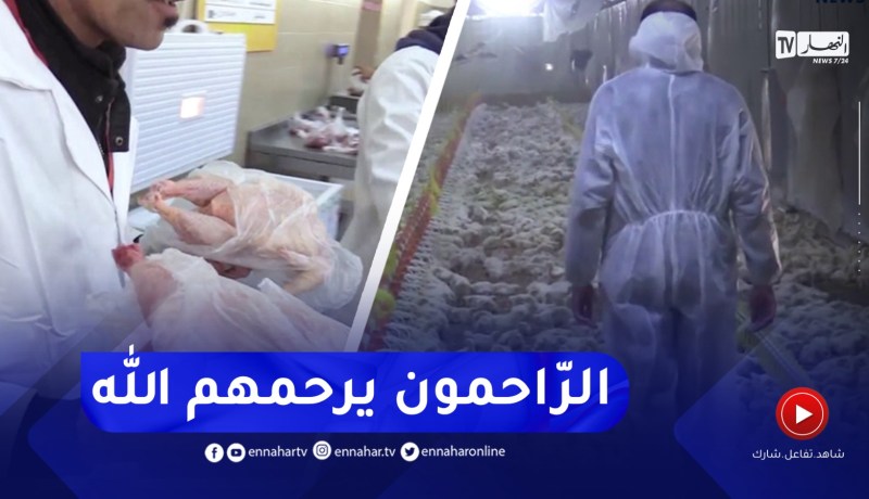 سطيف : نقاط بيع مركب الدواجن للهضاب يوفر الدجاج ب 350 دج