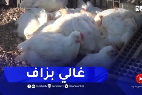 ميلة : سوق الخميس..ملاذ المواطن لشراء الدجاح والسعر مرتفع
