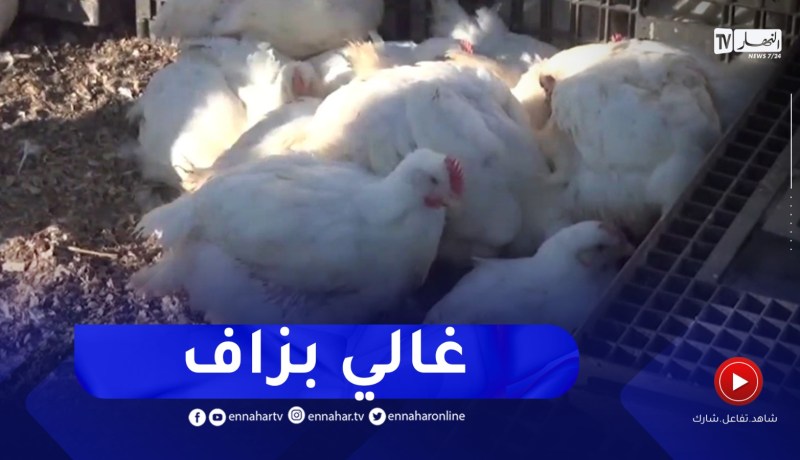 ميلة : سوق الخميس..ملاذ المواطن لشراء الدجاح والسعر مرتفع