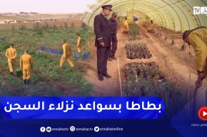 معسكر: نزلاء البيئة المفتوحة سلاطنة يقدمون محصولا جيدا في منتوج البطاطا