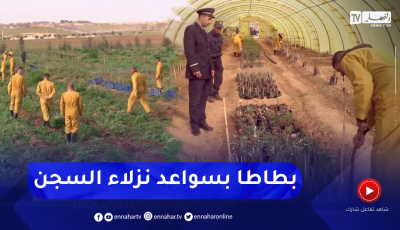 معسكر: نزلاء البيئة المفتوحة سلاطنة يقدمون محصولا جيدا في منتوج البطاطا