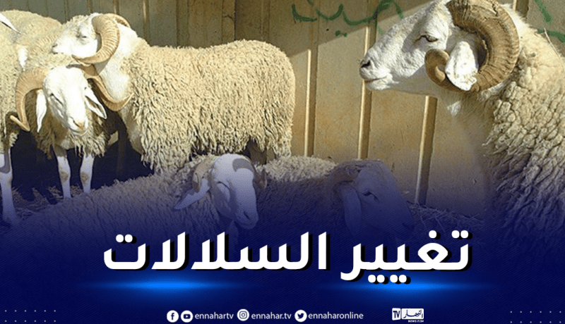 تربية المواشي.. رئيس الجمهورية يدعو إلى دراسة إمكانية تغيير السلالات