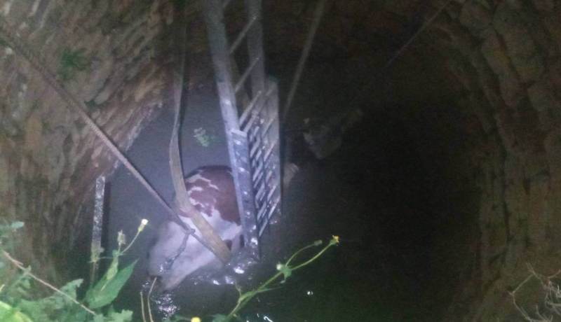 إنقاذ بقرة سقطت داخل بئر في برج بوعريريج